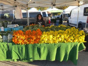 Cempasúchil Flowers